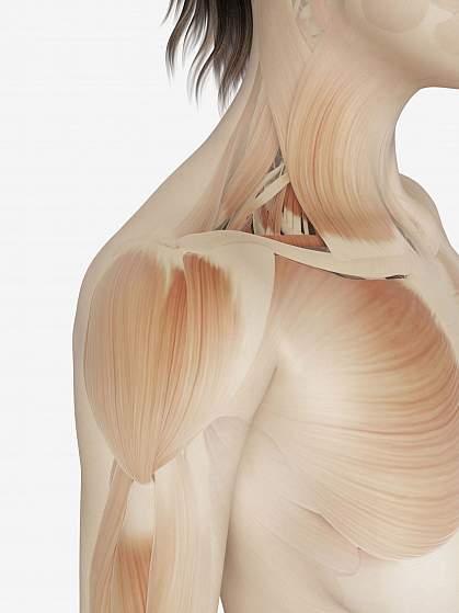 Illustration of muscle fibers.
