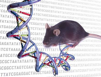 Mouse and DNA sequences.