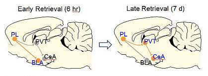 Brain circuit illustrations.