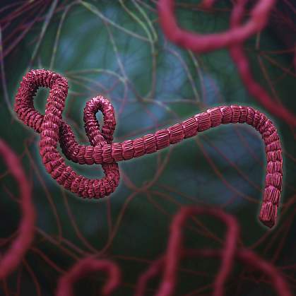 An illustration of the Ebola virus.