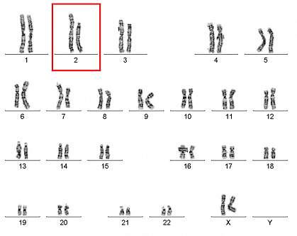 Chromosomes.