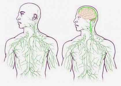 Maps of the lymphatic system.