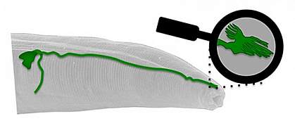 A TV antenna-like structure at the tip of a neuron (green) in a tiny worm senses Earth’s magnetic field.