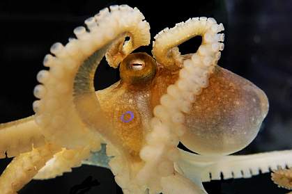 Scientists sequenced and analyzed the genome of the California two-spot octopus
