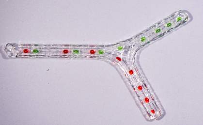 3-D printed nerve scaffold with two branches.