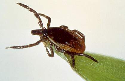 Blacklegged tick