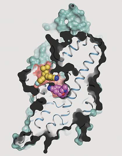 Human serotonin transporter structure