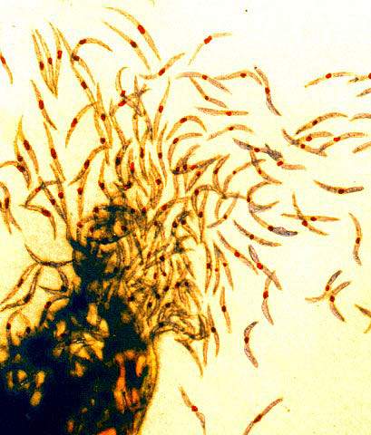 Malaria sporozoites