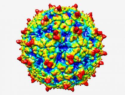 Rhinovirus C structure.