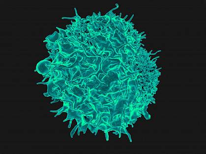 A colorized scanning electron micrograph of a T cell. 