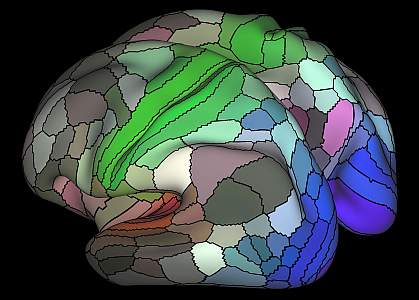 Illustration of human brain cortex.