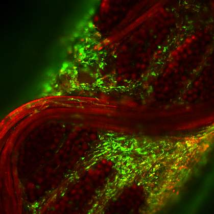 Confocal image of live cells embedded in woven scaffold.