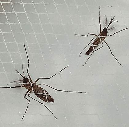 Aedes aegypti mosquitos on netting