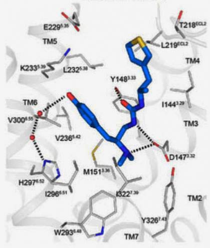 A computer model of the synthesized pain relieving compound PZM21 (blue) docked with the mu opioid receptor (grey).