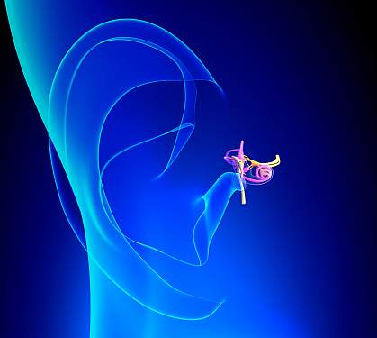 Illustration of inner ear anatomy