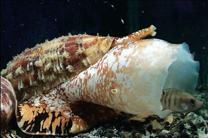 Cone snail