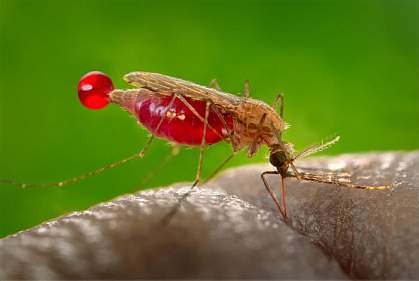 A feeding Anopheles gambiae mosquito