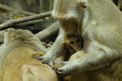 Female rhesus macaque grooming another.