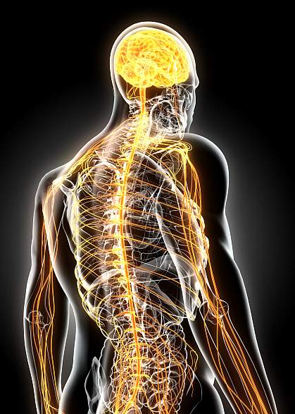 Illustration of brain and nervous system