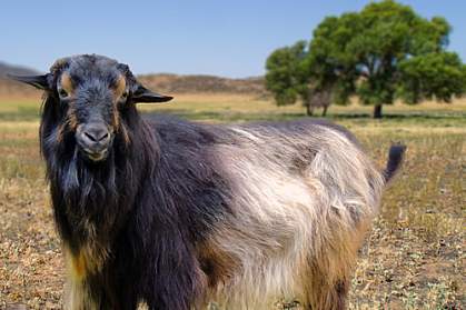 Papadum the goat