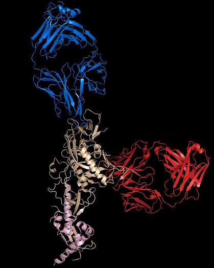Protein-structure model shows the 10-1074 antibody (blue) bound to the top of the SHIV spike and 3BNC117 antibody (red) bound to the side