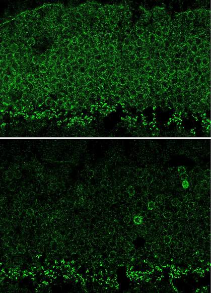 Nrl gene expression in mouse retina