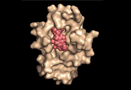 Model of NAD+ bound to DBC1