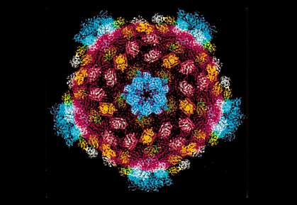 The reovirus core structure. 