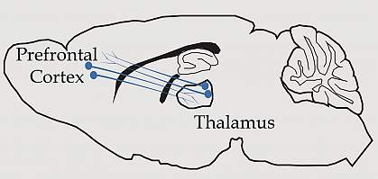 Illustration of neurons connecting the thalamus, which is near the center of the brain, to the prefrontal cortex at the front of the brain.