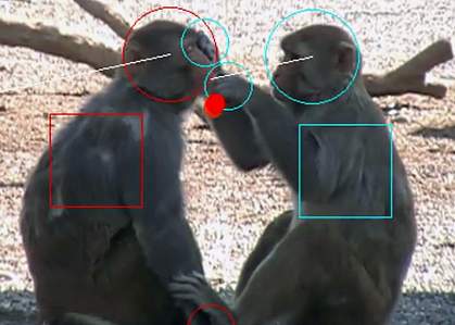 Image capture from a video shows monkeys grooming with a red dot overlaid where one monkey’s hand is touching the other’s face.