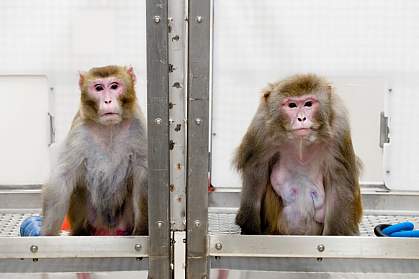 A calorie-restricted monkey is thinner and looks younger than one fed a normal diet.