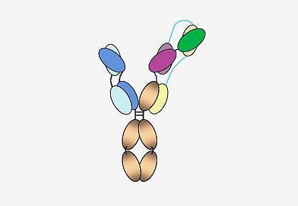 Diagram of the “three-in-one” HIV antibody