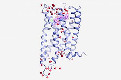 Structure of dopamine D4 receptor