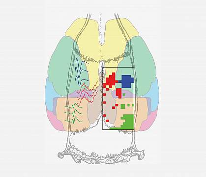 Anatomical map showing sample ripple traces color coded by brain region.