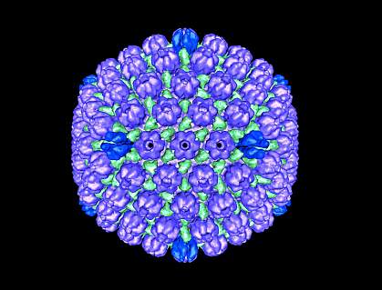 Herpes simplex virus-1 capsid