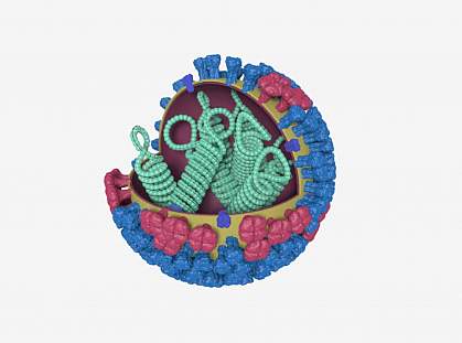 3-D model of influenza virus