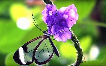 Longtail glasswing butterfly