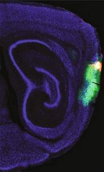 Time-keeping cells in mouse brain