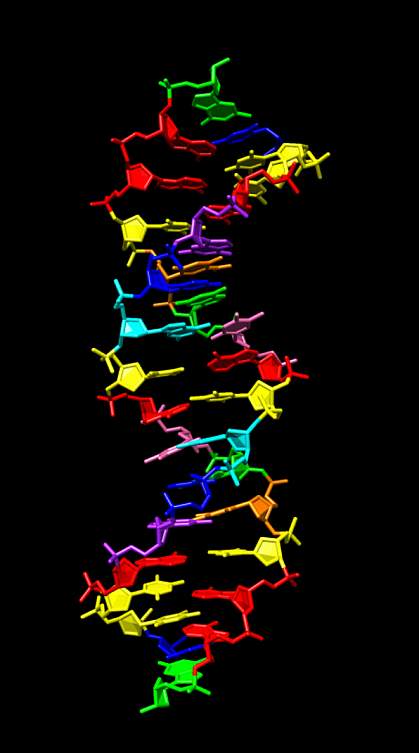 Synthetic DNA