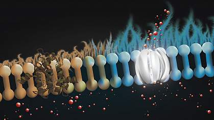 Illustration of the lining of the lung surface 