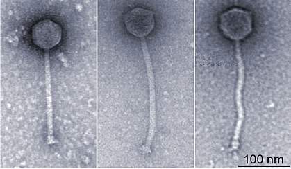 Electron micrographs of three bacteriophages