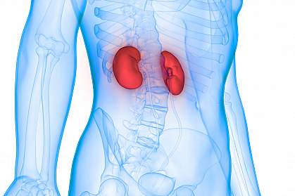 3D Illustration of human kidneys