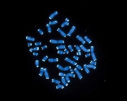 Telomeres at tips of human chromosomes during cell division