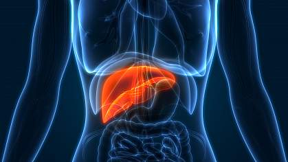 Illustration highlighting human liver in torso