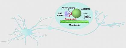 Cartoon of annexin A11 connecting an RNA granule to a lysosome that a motor protein is carrying through a neuron along a microtubule