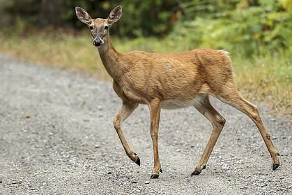 White-tailed deer crossing a gravel road