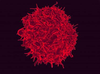 T lymphocyte