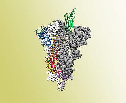 Proteína espiga de SARS-CoV-2