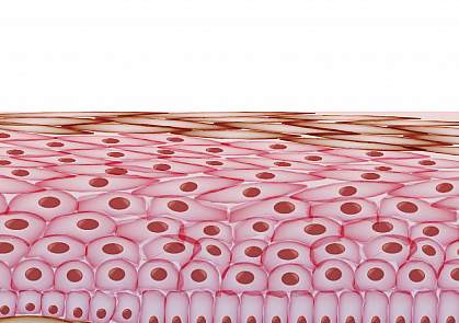 Skin cell layers