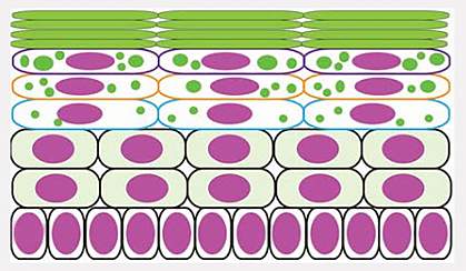 Keratohyalin granule formation